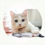 Hewewor Electric Moving Fish Cat Toy,Zippered Style Wiggle Fish Catnip Toys USB Rechargeable Plush Interactive Realistic Flopping Fish for Cat Playing,Biting and Chewing