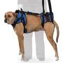 Walkin Lift Full Support Dog Harness for Medium Dogs 50-69 lbs | Lift Support Harness Helps Dogs with Arthritis, Senior Dogs and Pets Recovering from Surgery