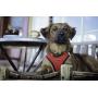 Voyager Step-in Air Dog Harness - All Weather Mesh, Step in Vest Harness for Small and Medium Dogs by Best Pet Supplies