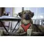 Voyager Step-in Air Dog Harness - All Weather Mesh, Step in Vest Harness for Small and Medium Dogs by Best Pet Supplies
