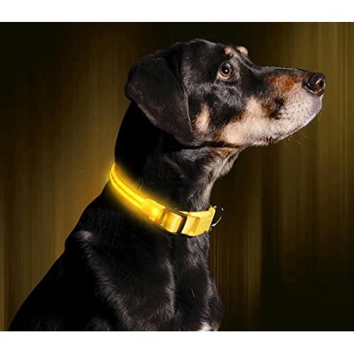 Illumiseen LED Dog Collar - USB Rechargeable - Available in 6 Colors & 6 Sizes - Makes Your Dog Visible, Safe & Seen