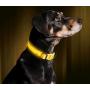 Illumiseen LED Dog Collar - USB Rechargeable - Available in 6 Colors & 6 Sizes - Makes Your Dog Visible, Safe & Seen