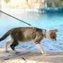 PAWCHIE Cat Harness and Leash Set - Adjustable Soft Escape Proof H-shped Safety Strap with Golden Moon and Star Pattern Glow in The Dark for Pet Cats Outdoor Walking