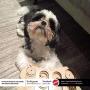 SPOT Ethical Pet Interactive Seek-A-Treat Shuffle Bone Toy Puzzle That Will Improve Your Dogs IQ, Specially Designed for Training Treats