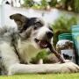 Super Snacks Dog Treats Variety Pack 2LB - High Protein Beef Chews for Dogs, 100% Natural & Digestible: Liver, Tendons, Beef Jerky Sticks, MooTubes & Braided Jerky, All in One for Puppies & Large Dogs