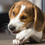 Pettit Flavor Long-Lasting Chew Fun NO Rawhide Vitamin&Minernl Enricher Vegetable and Chicken Dog Chews
