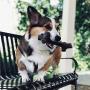 Pet Qwerks BarkBone Stick - For Aggressive Chewers