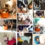 Super Design Elevated Dog Bowl Raised Dog Feeder for Food and Water