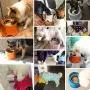 Super Design Elevated Dog Bowl Raised Dog Feeder for Food and Water