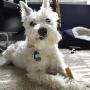 Himalayan Dog Chews 100% Natural, Small, 3.3 Oz., 3 Piece Himalayan Dog Chews 100% Natural, Small, 3.3 Oz., 3 Piece