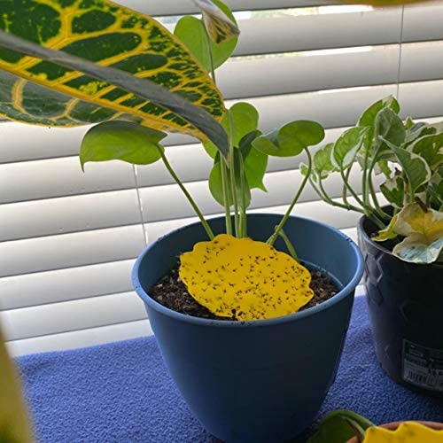 Garsum Fruit Fly Trap Yellow Sticky Fungus Gnat Killer for Indoor and Outdoor Plant Insect Catcher for White Flies,Mosquitos,Fungus Gnats,Flying Insects,12 pcs