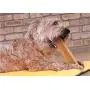 Downtown Pet Supply Himalayan Yak Dog Chew, 100% Natural Dog Chews for Small, Medium, and Large Dogs: Mixed Packs, Variety of Sizes Downtown Pet Supply Himalayan Yak Dog Chew, 100% Natural Dog Chews for Small, Medium, and Large Dogs: Mixed Packs, Variety of Sizes