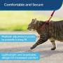 PetSafe Come with Me Kitty Harness and Bungee Leash, Harness for Cats