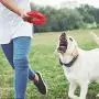 St.Zoe Dog Toys for Aggressive Chewers, Nearly Indestructible Tough Durable Natural Rubber Puppy Chew Toy for Large & Medium Breeds St.Zoe Dog Toys for Aggressive Chewers, Nearly Indestructible Tough Durable Natural Rubber Puppy Chew Toy for Large & Medium Breeds