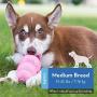 KONG - Puppy Toy - Natural Teething Rubber - Fun to Chew, Chase and Fetch (Includes One Toy, Color May Vary)