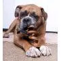 Downtown Pet Supply 10&quot Thick Curly Bully Sticks for Dogs Made in USA - Odorless Dog Dental Chews Treats Bully Sticks