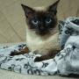 Fluffy Fleece Dog Blanket, Soft and Cozy Pet Throw with Paws Print for Dogs & Cats, Machine Washable Premium Non Shedding, Senior Gray Fleece