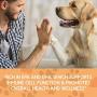 Ready Pet Go! Omega 3 for Dogs | Fish Oil for Dog Shedding, Skin Allergy, Itch Relief, Mange and Hot Spots Treatment - EPA & DHA - Natural Joint Supplement for Dogs, Heart and Brain Health - 90 Chews
