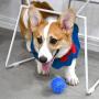 Squeaky Balls for Dogs Small, Fetch Balls for Dogs Rubber 6 Pack Bright Colors TPR Puppy Toys Dog Toy Balls Dog Squeaky Toys Spike Ball Dog Chew Toys for Small Dogs Pet Toys for Puppy Teething Toys
