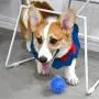 Squeaky Balls for Dogs Small, Fetch Balls for Dogs Rubber 6 Pack Bright Colors TPR Puppy Toys Dog Toy Balls Dog Squeaky Toys Spike Ball Dog Chew Toys for Small Dogs Pet Toys for Puppy Teething Toys
