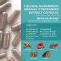 5 Defenders Mushroom Extract Powder Capsules for Immune Support & Digestion, 90 Caps Chaga, Reishi, Shiitake, Maitake & Turkey Tail Supplement for Stress & Better Mood, Verified Levels of Beta-Glucans