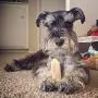 EcoKind Pet Treats Gold Yak Dog Chews | Great for Dogs, Treat for Dogs, Keeps Dogs Busy & Enjoying, Indoors & Outdoor Use EcoKind Pet Treats Gold Yak Dog Chews | Great for Dogs, Treat for Dogs, Keeps Dogs Busy & Enjoying, Indoors & Outdoor Use
