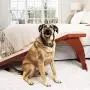 PetSafe CozyUp Bed Ramp for Dogs and Cats - Durable Frame Supports up to 120lb - Furniture Grade Wood Pet Ramp with Cherry or White Finish - High-Traction Carpet Surface – Great for Older Animals