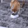 LumoLeaf Dog Water Bowl, Dog Bowl No-Spill Pet Water Bowl, Slow Water Feeder Dog Bowl, Vehicle Carried Dog Water Bowl for Dogs/Cats/Pets LumoLeaf Dog Water Bowl, Dog Bowl No-Spill Pet Water Bowl, Slow Water Feeder Dog Bowl, Vehicle Carried Dog Water Bowl for Dogs/Cats/Pets