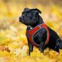 Kruz PET Reflective No Pull Quick Fit Mesh Harness