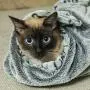 Fluffy Fleece Dog Blanket, Soft and Cozy Pet Throw with Paws Print for Dogs & Cats, Machine Washable Premium Non Shedding, Senior Gray Fleece Fluffy Fleece Dog Blanket, Soft and Cozy Pet Throw with Paws Print for Dogs & Cats, Machine Washable Premium Non Shedding, Senior Gray Fleece