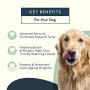 Petlab Co. Dental Formula Water Additive for Dogs | Targets Dog Plaque and Tartar Build-Up for Fresher Breath and Healthier Gums | Fresh Drinking Oral Hygiene Care (No Brush Required)