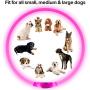 BSEEN LED Dog Collar, USB Rechargeable, Glowing Pet Dog Collar for Night Safety, Fashion Light up Collar for Small Medium Large dogs