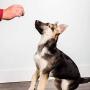 Pupford Freeze-Dried Training Treats from 450 Treats Per Bag, Low Calorie, The Perfect High Value Training Reward (Comes in Beef Liver, Sweet Potato & Chicken)