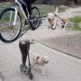 BIKE AND DOG Leash: Designed to take one or More Dogs with a Bicycle. Patented Product.