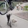 BIKE AND DOG Leash: Designed to take one or More Dogs with a Bicycle. Patented Product. BIKE AND DOG Leash: Designed to take one or More Dogs with a Bicycle. Patented Product.