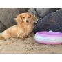Torus Pet Water Bowl | 2-Liter | Fresh Filtered Water | Healthy & Hygienic Pet Bowl | for Small, Medium, Large Dogs, Cats & Other Pets