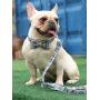 Lionet Paws Dog and Cat Collar with Bowtie Grid Collar Plastic Buckle Light Adjustable Collars for Small Medium Large Dogs