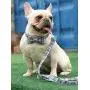 Lionet Paws Dog and Cat Collar with Bowtie Grid Collar Plastic Buckle Light Adjustable Collars for Small Medium Large Dogs