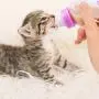 WEDAWN Pet Feeding Bottle Kit, Can Squeeze Liquid Cat Nursing Bottle Needle Tubing Kit and Replacement Mini Nipples for Kitten Puppy Small Pet Feeding Tool, 60ML /150ML WEDAWN Pet Feeding Bottle Kit, Can Squeeze Liquid Cat Nursing Bottle Needle Tubing Kit and Replacement Mini Nipples for Kitten Puppy Small Pet Feeding Tool, 60ML /150ML