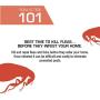 Pet Action Plus Flea & Tick Treatment for Cats Over 1.5 lbs, 3 Month Supply