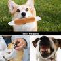 Nocciola 12 Pack Dog Squeaky Toys Cute Plush Toys for Small Medium Dog|Pet Toys|Squeaky Toys|Plush Games| Carry Bag