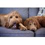 Petstages Dog Chew Toys – Safe & Long Lasting Chewable Sticks - Tough Alternative Chewing Sticks for Dogs