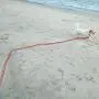 Vivifying Dog Check Cord, 20FT/6M Floatable Long Dog Training Rope with Handle for Beach, Lake