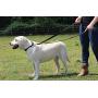 Halti Training Lead for Dogs Halti Training Lead for Dogs