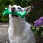 Pet Qwerks BarkBone Stick - For Aggressive Chewers