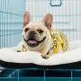 ANWA Dog Bed Pet Cushion Crate Mat Soft Pad Washable and Cozy for Medium Large Dog ANWA Dog Bed Pet Cushion Crate Mat Soft Pad Washable and Cozy for Medium Large Dog