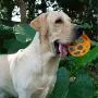 LITENG Pet Toys Ball… (Double Color) LITENG Pet Toys Ball… (Double Color)