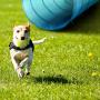 Sowsun Dog Agility Equipment, Outdoor Games Exercise Training Obstacle Course Hurdles for Jumping Practice, Agility Starter Kit with Carrying Case