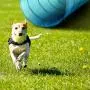 Sowsun Dog Agility Equipment, Outdoor Games Exercise Training Obstacle Course Hurdles for Jumping Practice, Agility Starter Kit with Carrying Case Sowsun Dog Agility Equipment, Outdoor Games Exercise Training Obstacle Course Hurdles for Jumping Practice, Agility Starter Kit with Carrying Case
