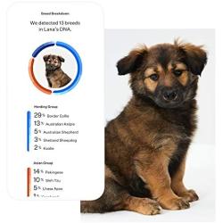 Wisdom Panel Essential – Dog DNA Test for Ancestry, Traits, and Medical Complications